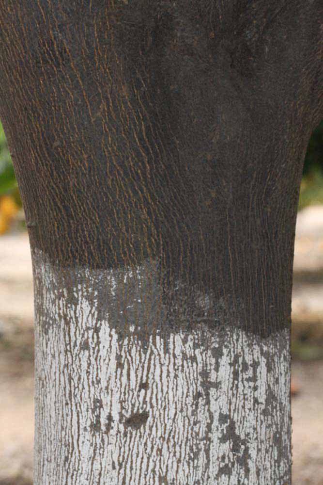              Bark (Riverside, CA)       